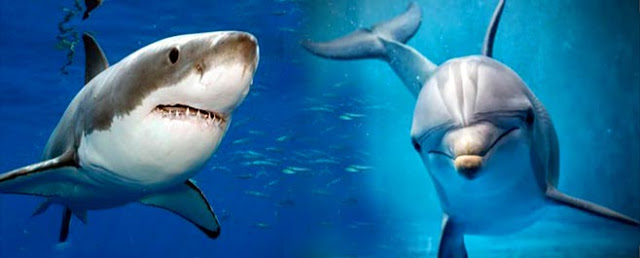 Tiburón-versus-delfín